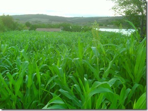 SORGO_diamante