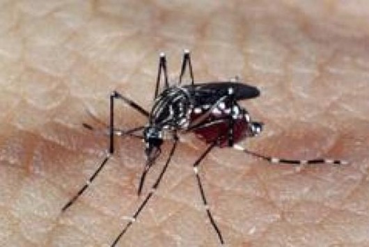 aedes_dengue_Arquivo da Agência Brasil