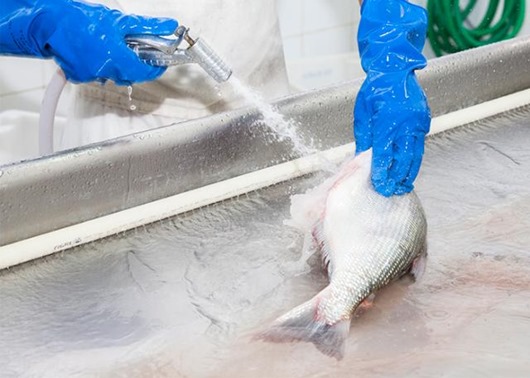 Ceará é líder em faturamento entre estados exportadores de crustáceos e peixes