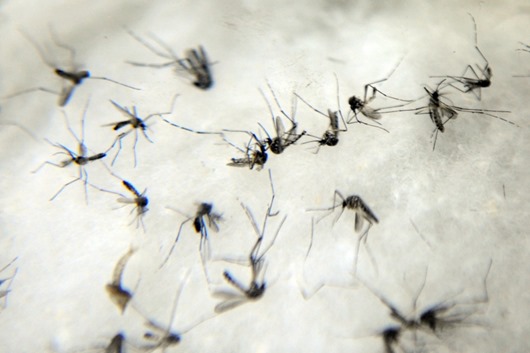 aedes_Agência Brasil