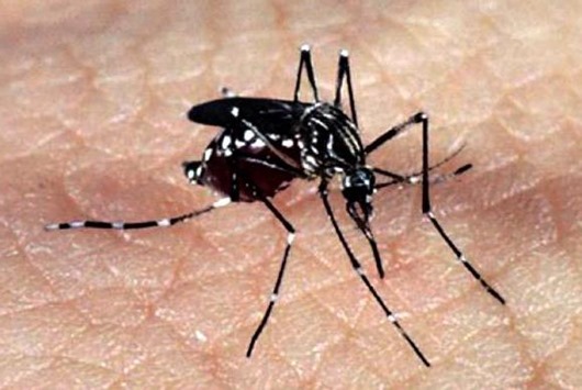 aedes_febre amarela_Agência Brasil