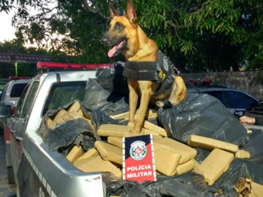 cão farejador_maconha