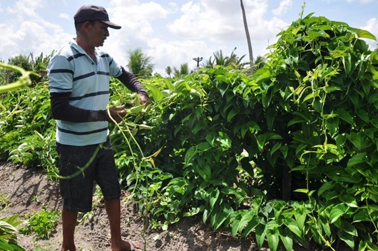 Universidades levam tecnologia do inhame agroecológico da Paraíba para a Bahia