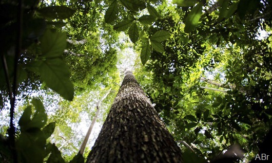 floresta-amaznica_Agncia-Brasil