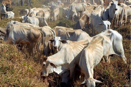 rebanho-bovino_Arquivo-Agncia-Brasil