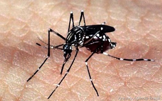 aedes-Arquivo-Agncia-Brasil