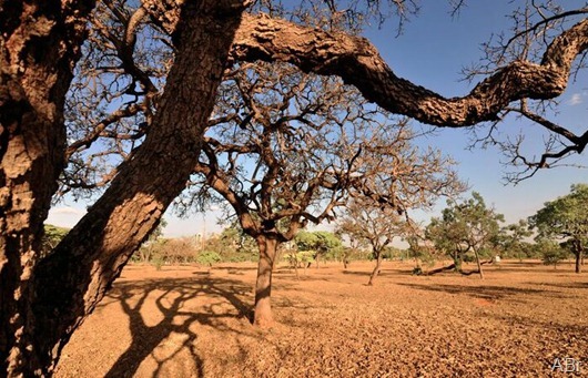 caatinga_Agência Brasil