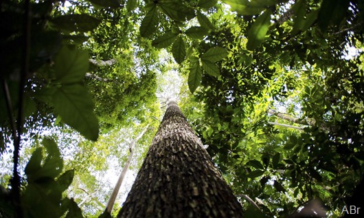 floresta_amazonica