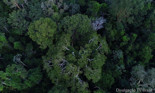 floresta_amazonica_vista_de_cima