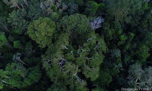 floresta_amazonica_vista_de_cima