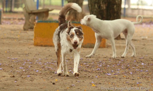 cachorros-ABr