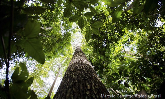 floresta_amazonica