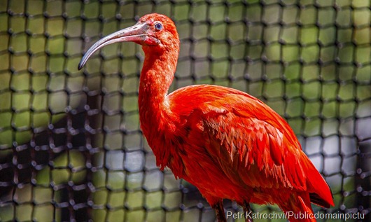 guará-vermelho