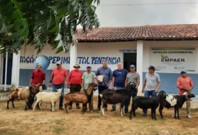 Governo repassa reprodutores de caprinos e ovinos para pequenos criadores organizados em associações do Cariri