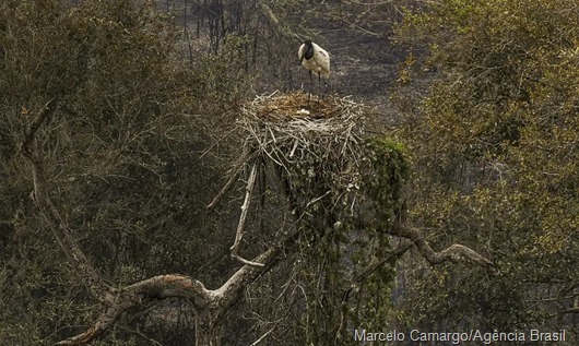 fauna_Pantanal_ABr