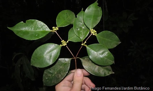 siphoneugena_carolynae_foto_thiago_fernandes_jardim_botanico_do_rio