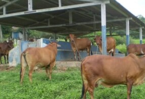 Paraíba Agronegócios sedia leilão de animais da Empaer, neste sábado