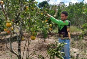 Produção de laranja tangerina chama atenção de agricultores familiares em Matinhas