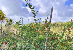 UFPB registra primeira cultivar de acerola desenvolvida na Paraíba